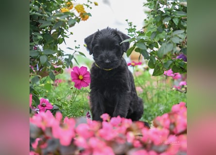 Riesenschnauzer schwarz Mrs. Gelb & Mr. Weiß
