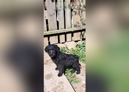 2 putzmuntere Aussiedoodles