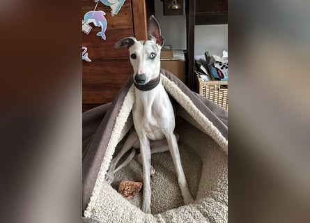 Whippet  17 Monate alt