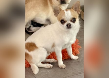 Chihuahua Rüde 9 Monate alt mit Ahnentafel
