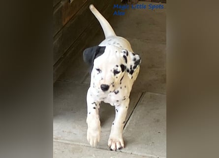 Magic Little Spots - tolle Dalmatinerwelpen aus verantwortungsvoller VDH Zucht