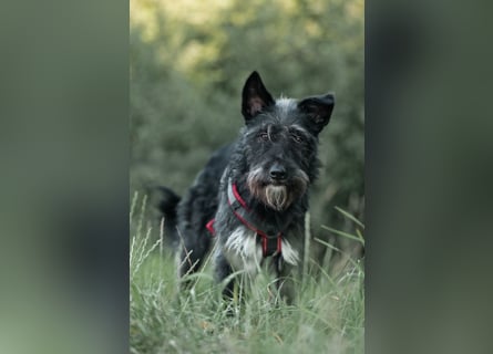 Süsse Phoebe sucht ihr Für-Immer-Zuhause!