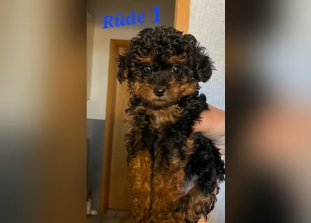 3 Minipudel/Zwergpudelwelprn hypoallergen!