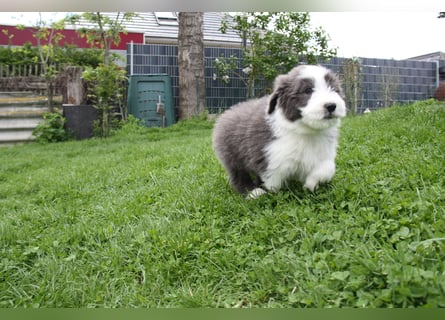 Bearded Collie Welpen, wir sind bereit für die Welt!