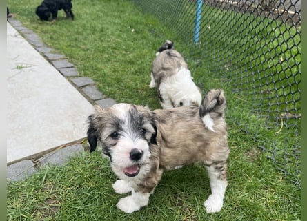 Tibet Terrier Hündin