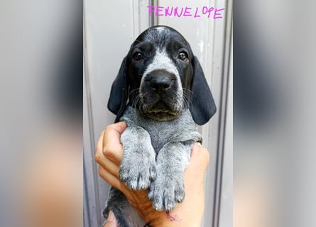 Braque d'Auvergne (Auvergne Vorstehhund) Welpe