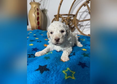 Lagotto Romagnolo Puppy FCI