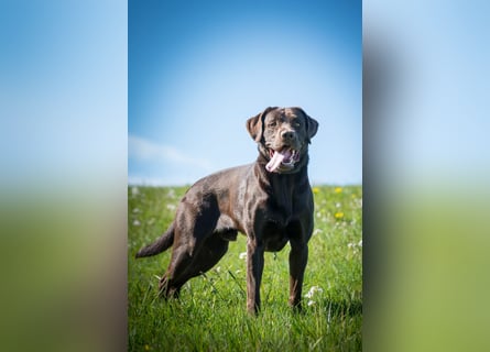 Reinrassige Labrador Welpen in creme,  blond,  schokobraun