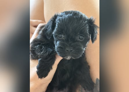 Maltipoo Welpen
