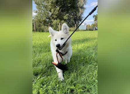 Weiße Schäferhundwelpen - Herzensbrecher für Familie, Sport und Show