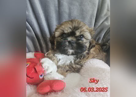 Unsere reinrassige Shih Tzu Hündin Sky sucht ab mitte Mai noch ihr neues Zuhause