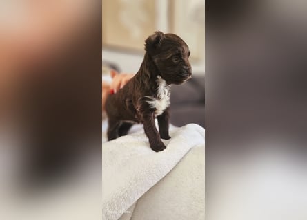 Süsses Yorki Bolonka Zwetna Mädchen Welpe abzugeben