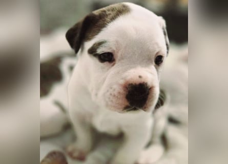 American Bulldog Welpen aus Hybrid/Standard Verpaarung ab Mitte Juni abzugeben, www.cocodin-bulls.de