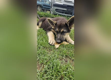 Osteuropäische Schäferhund Welpen