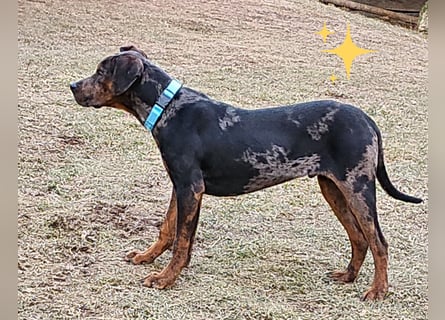 Louisiana Leopard - Catahoula