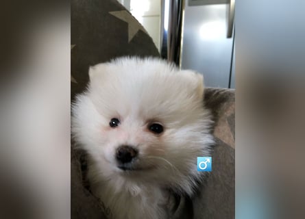 Zuckersüßer Pomeranianwelpen
