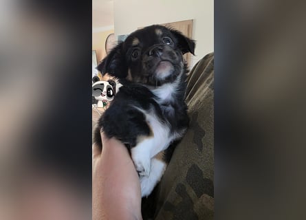 Reinrassige Langhaar - Chihuahua - Welpen abzugeben, sehr verspielt und verkuschelt!
