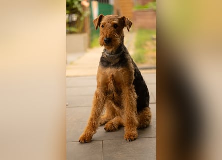 Airedale Terrier Welpen aus VDH Zucht