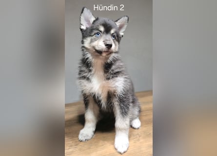 Pomsky Welpen in Blue Eye