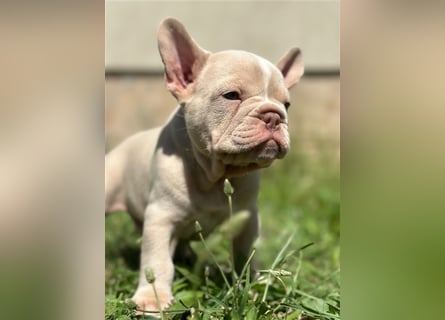 Typvolle gesunde freiatmende französische bulldoggen