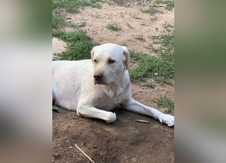 Labrador