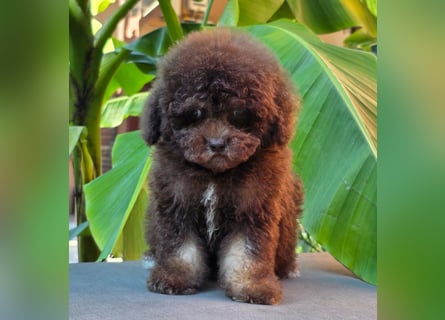 Cavapoo welpen