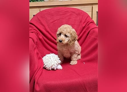 Goldendoodle F1b in Medium