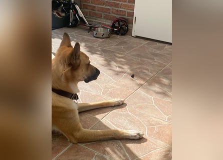 Mica, 3 Jahre, sucht ein neues Zuhause
