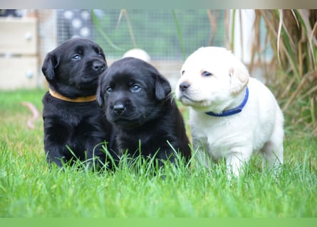 Reinrassige Labradorwelpen (Arbeitslinie)drei schwarze Mädels suchen ein schöne Zuhause