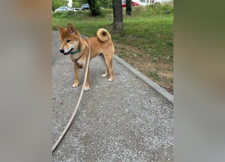 Hervorragender Shiba-Inu-Wurf mit hervorragendem Ausstellungspotenzial