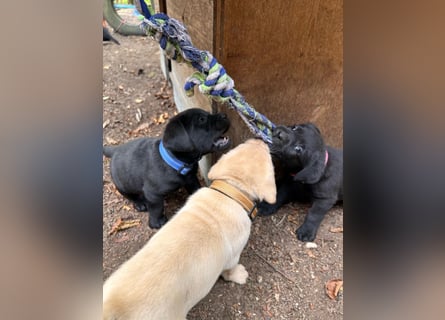 Labrador Retriever Welpen, reinrassig, Ahnenpass uvm., schwarz und gelb