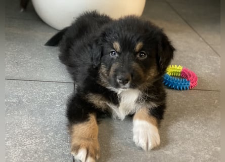 Diese süßen Australian Shepherd Welpen