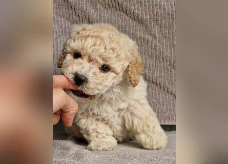 Maltipoo Welpe Rüde