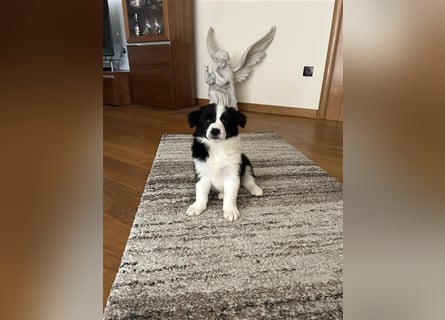 Border Collie Welpe