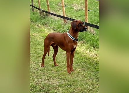 Rhodesian Ridgeback Dark Wheaten