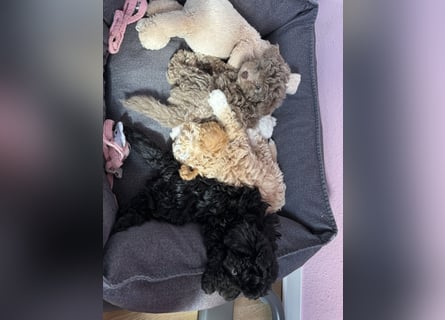 Rüde Pudel Welpen - Male Poodle Puppy