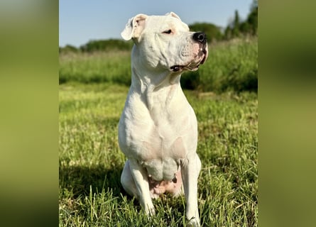 NEUE Welpen sind da.. die reinrassigen Dogo Argentinos mit Ahnenpass