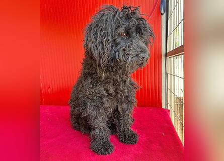 schmusige Puli-Hündin XENA - 2 Jahre, 40cm/12kg 
