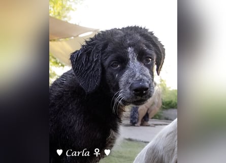 Cindy und Carla suchen ab Mitte Juli ein Zuhause