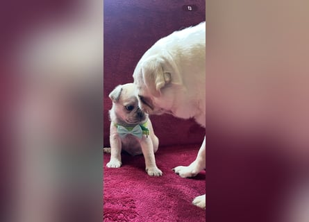 Mops Welpen ( noch 2 Rüde)