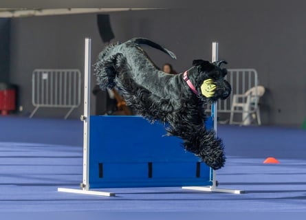 Riesenschnauzer Schwarz