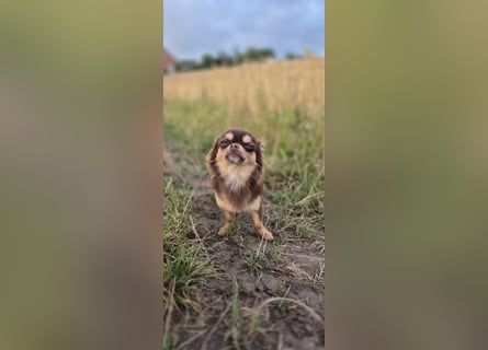 Chihuahua Rüde 