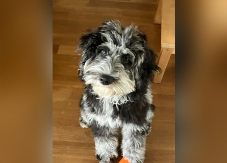 Australiandoodle - Traumwelpen aus langjähriger Familienaufzucht. KEINE Arbeitslinie.