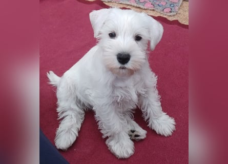Welpen weiß Zwergschnauzer Hündin