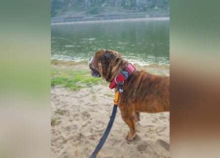 neues Herrchen oder Frauchen für Old English Bulldog dringend gesucht