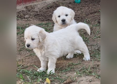 Golden Retriever Welpen