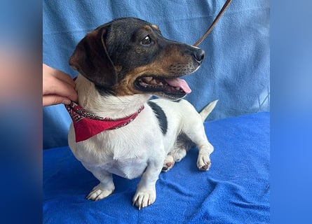 (R) ❤️ zauberhafter kleiner KARLI - 2,5 Jahre, 28cm/9kg - Jack Russell-Dackel-Mischling