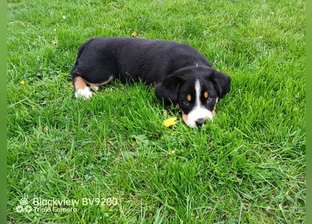 Entlebucher Sennenhund Welpen