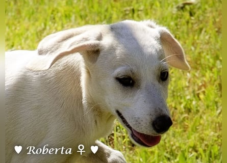 Ralfie, Roberta, Robbie und Rickie suchen eine Familie