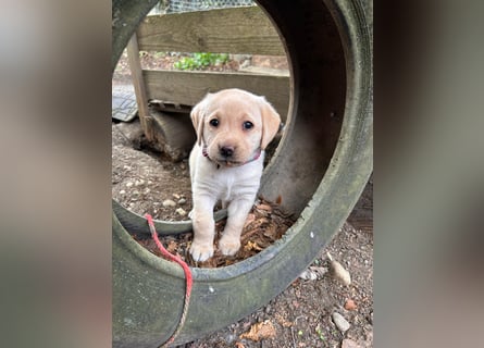 Labrador Retriever Welpen, reinrassig, Ahnenpass uvm., schwarz und gelb